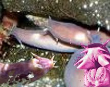 Official hagfish videos