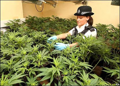 [صورة: _42128524_cannabis_pa416.jpg]