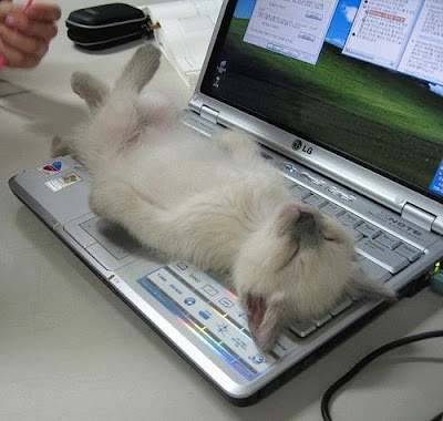   Cat+keyboard