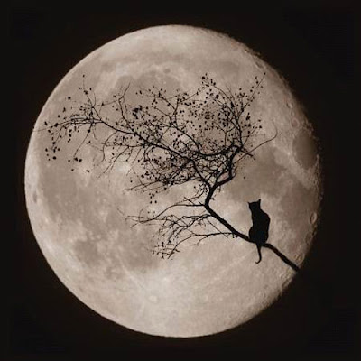 cat+and+the+moon.jpg