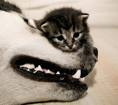 Pictures of cats, some cute, cute and funny dogs pictures. Pictures of cats, some cute,