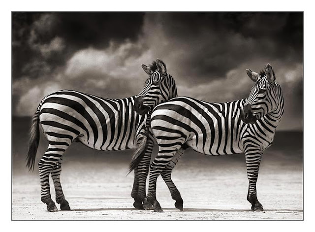 Nick Brandt Creative Wildlife Photography Seen On www.coolpicturegallery.us Nick Brandt Creative Wildlife Photography Seen On www.coolpicturegallery.us