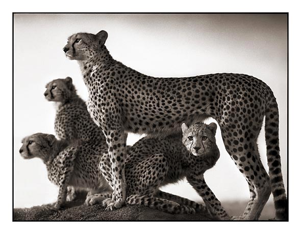 Nick Brandt Creative Wildlife Photography Seen On www.coolpicturegallery.us Nick Brandt Creative Wildlife Photography Seen On www.coolpicturegallery.us