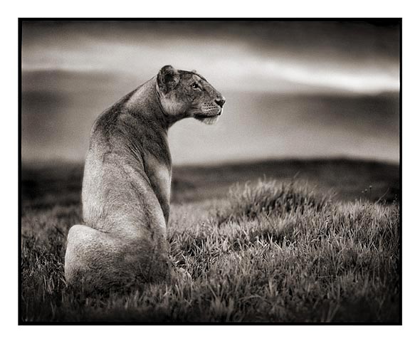 Nick Brandt Creative Wildlife Photography Seen On www.coolpicturegallery.us Nick Brandt Creative Wildlife Photography Seen On www.coolpicturegallery.us