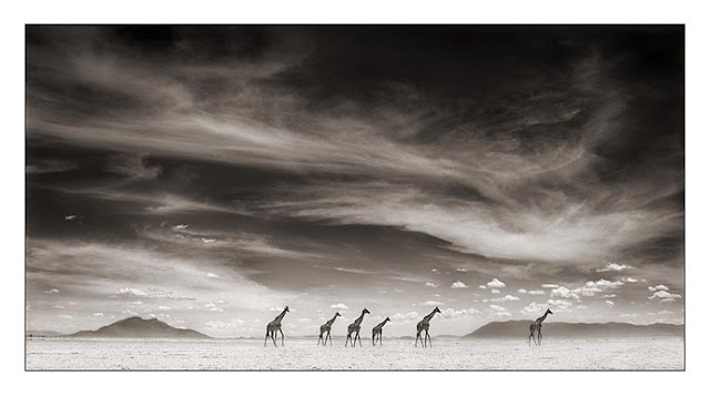 Nick Brandt Creative Wildlife Photography Seen On www.coolpicturegallery.us Nick Brandt Creative Wildlife Photography Seen On www.coolpicturegallery.us