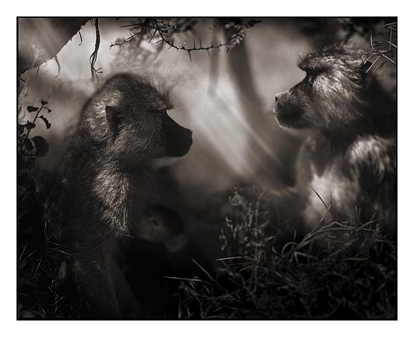 Nick Brandt Creative Wildlife Photography Seen On www.coolpicturegallery.us Nick Brandt Creative Wildlife Photography Seen On www.coolpicturegallery.us