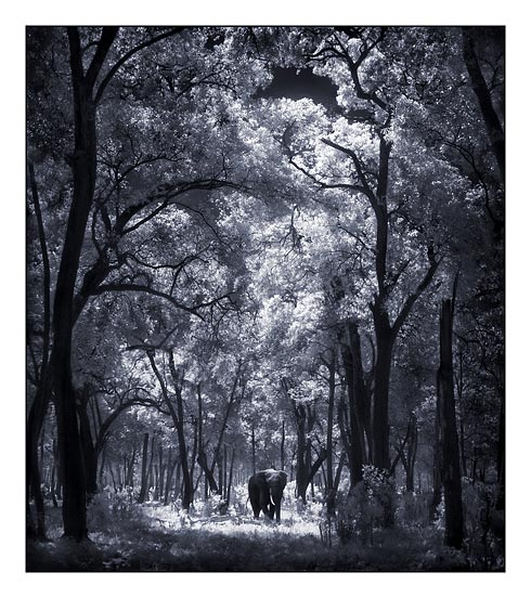 Nick Brandt Creative Wildlife Photography Seen On www.coolpicturegallery.us Nick Brandt Creative Wildlife Photography Seen On www.coolpicturegallery.us