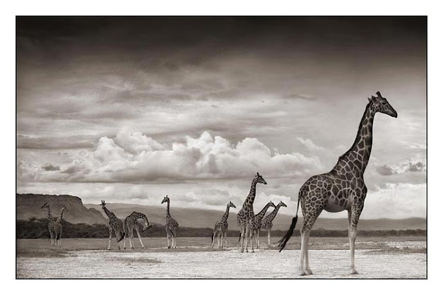 Nick Brandt Creative Wildlife Photography Seen On www.coolpicturegallery.us Nick Brandt Creative Wildlife Photography Seen On www.coolpicturegallery.us