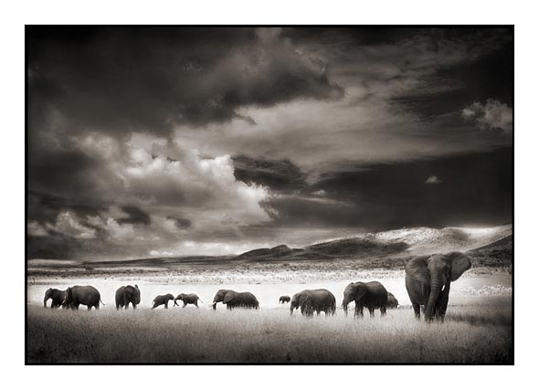Nick Brandt Creative Wildlife Photography Seen On www.coolpicturegallery.us Nick Brandt Creative Wildlife Photography Seen On www.coolpicturegallery.us