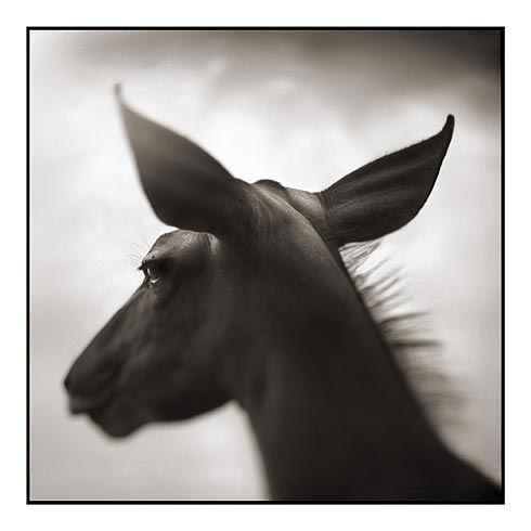 Nick Brandt Creative Wildlife Photography Seen On www.coolpicturegallery.us Nick Brandt Creative Wildlife Photography Seen On www.coolpicturegallery.us