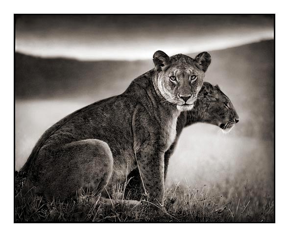 Nick Brandt Creative Wildlife Photography Seen On www.coolpicturegallery.us Nick Brandt Creative Wildlife Photography Seen On www.coolpicturegallery.us