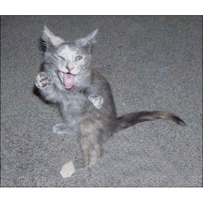 karate_cat.jpg
