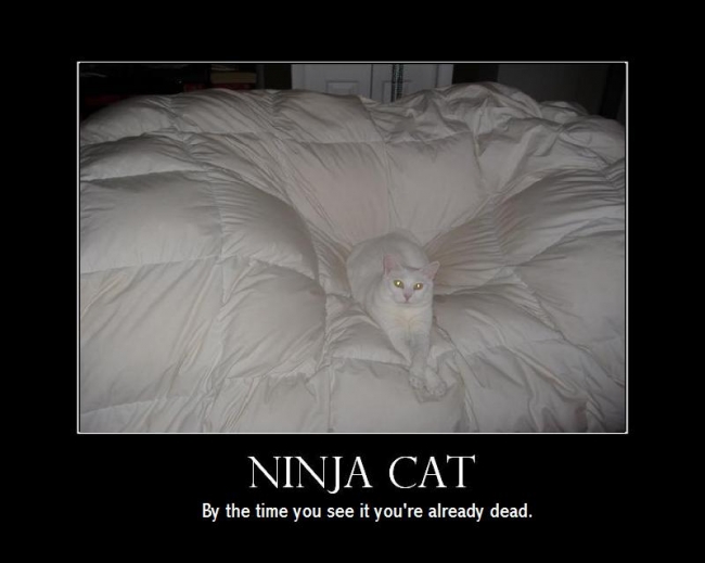 [ninja_cat_hides.jpg]