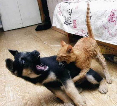 funny cats and dogs. funny funny dogs and cats with captions. funny cats and dogs. funny