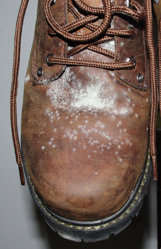 The BVIs Basset�s View of the Islands October 2010