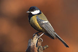 [260px-Parus_major_4_(Marek_Szczepanek).jpg]