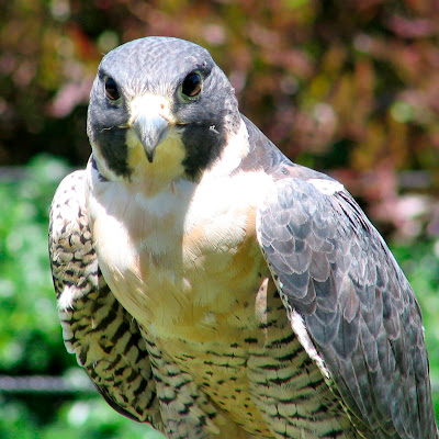 http://4.bp.blogspot.com/_gV-NxB_52J8/TFr1qGILnxI/AAAAAAAAAg4/5IEzvrbZ-qo/s1600/bird_raptor_peregrine_369834_o.jpg