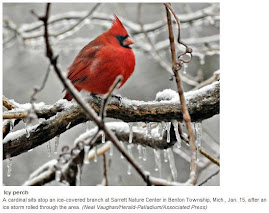 The Cardinal, my favorite Bird, A bright spot of life in the bleak, cold winter