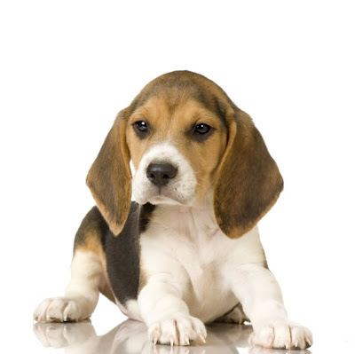 Beagle Dogs Beagle Dogs