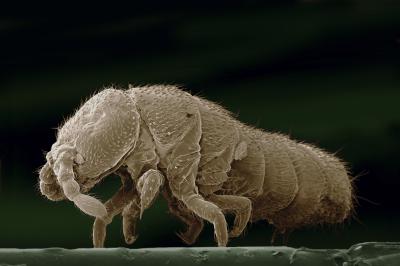 [antarctic+springtail.jpg]