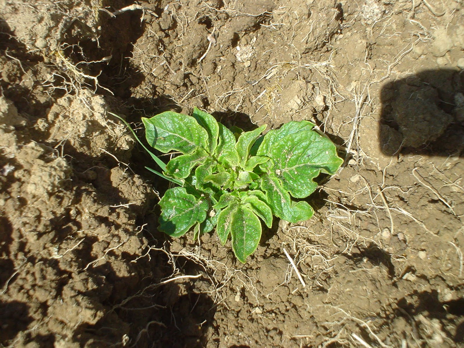 "Sharing Gardens" Potatoes in the Ground!