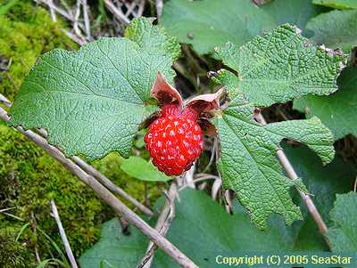 Rubus Sieboldii