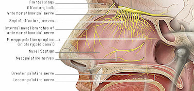 Image result for olfactory trigeminal