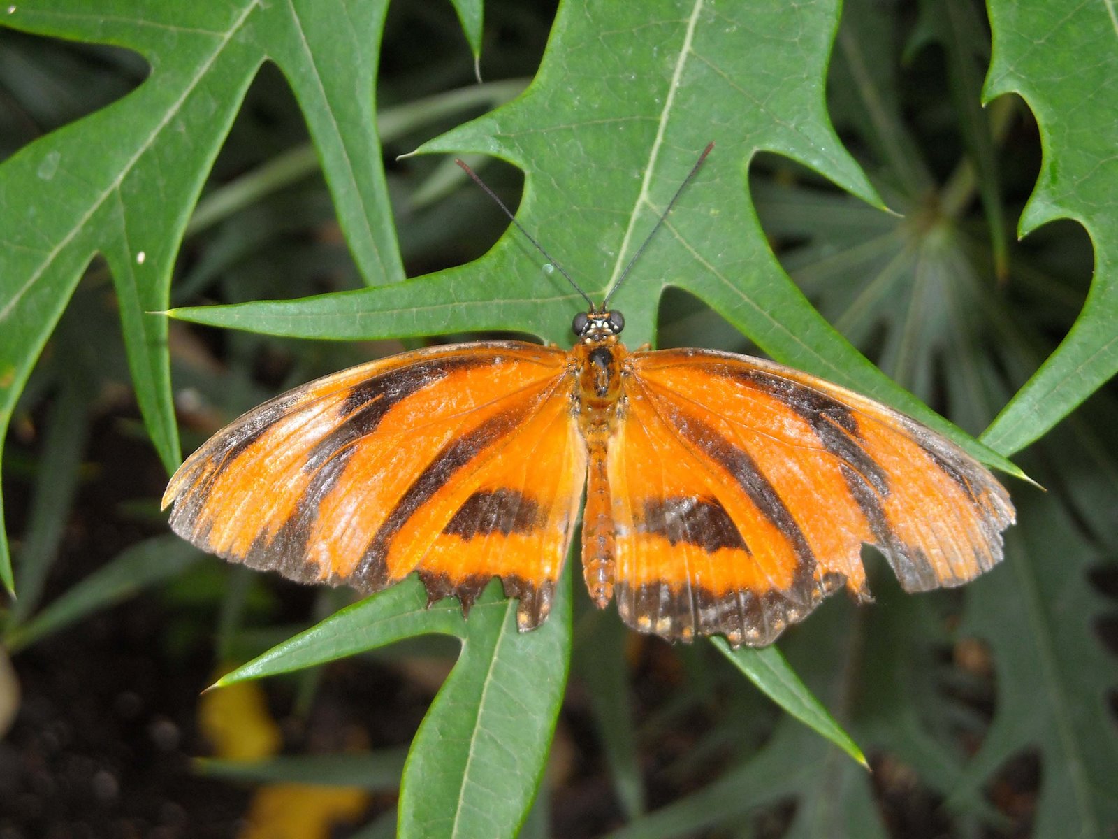 [Butterfly-1.jpg]