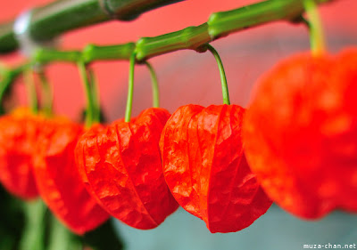 Captive Creativity: My Attempt at Growing Chinese Lanterns