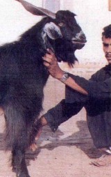 [goat.jpg]