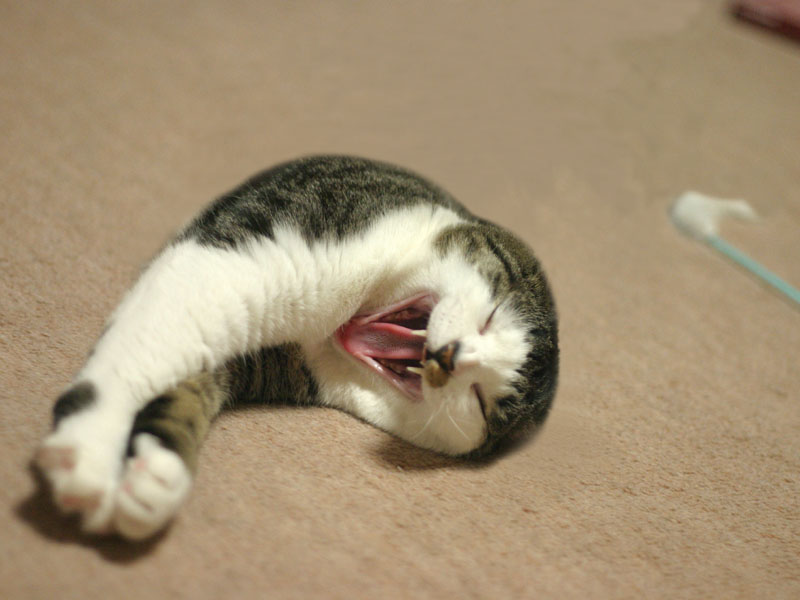 Half A Cat