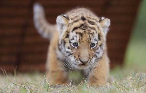 pictures cute tiger cubs wallpaper tiger cub. pictures cute tiger cubs
