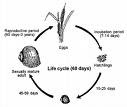 ciclo de vida de un huevo