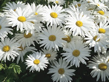 Meaning+of+white+daisies+flowers