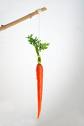[dangling+carrot.jpg]