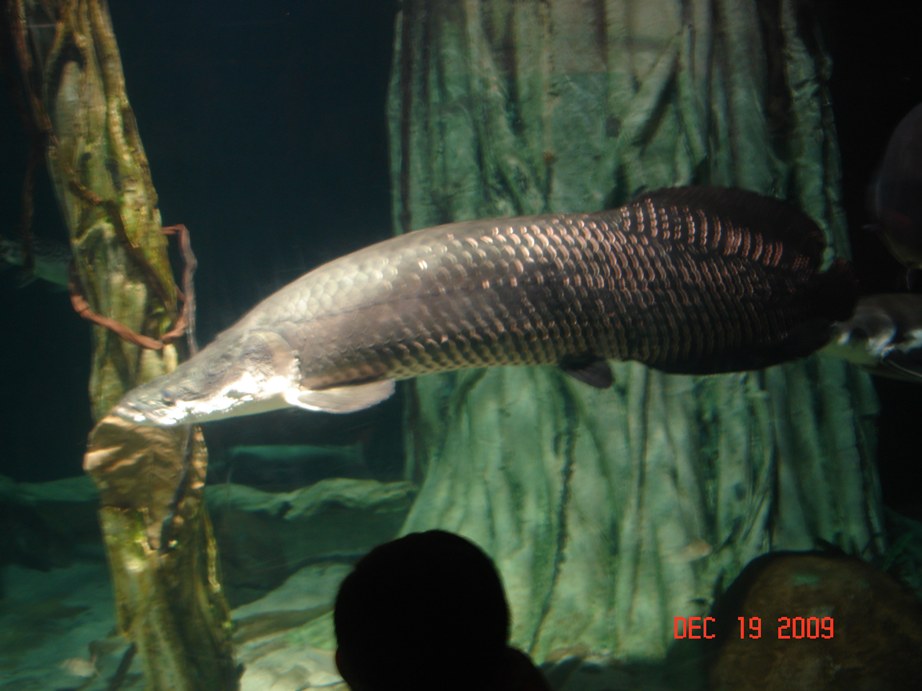 [Arapaima+2.JPG]