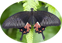 cloisonne butterfly