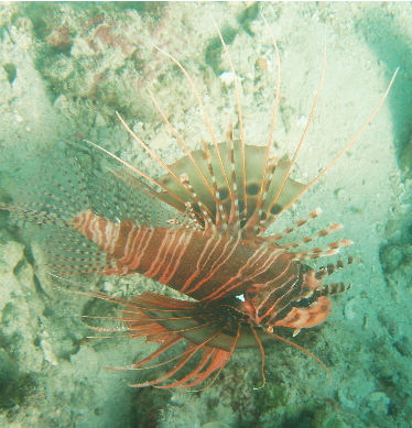 [熱帯蓑笠子.jpg]