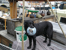 Copenhagen Boat Dog