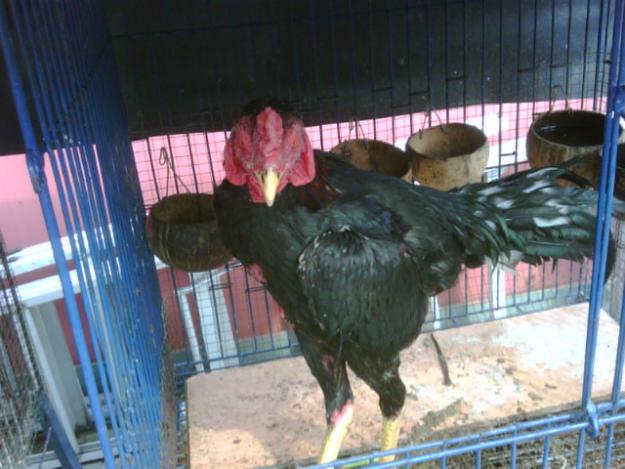 Ayam+Bangkok+Petarung Diposkan oleh ayam bangkok petarung di 07.29 Tidak ada komentar: