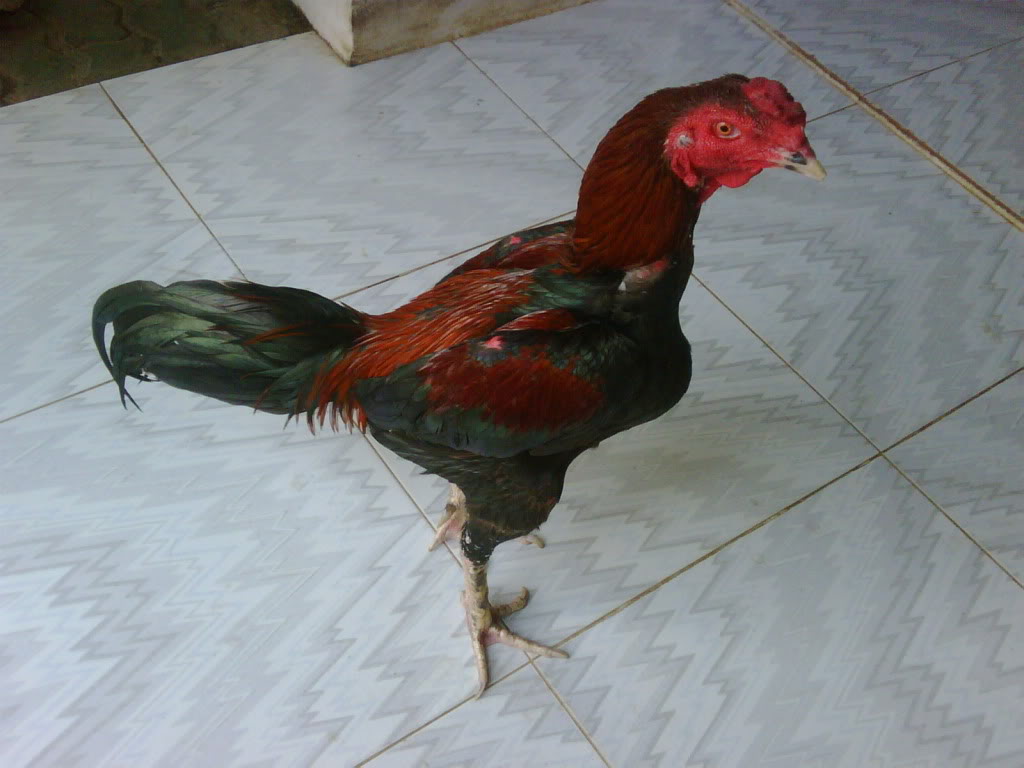 Ayam+Bangkok+Petarung Diposkan oleh ayam bangkok petarung di 07.29 Tidak ada komentar: