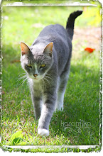 Quartz - the old Farm cat