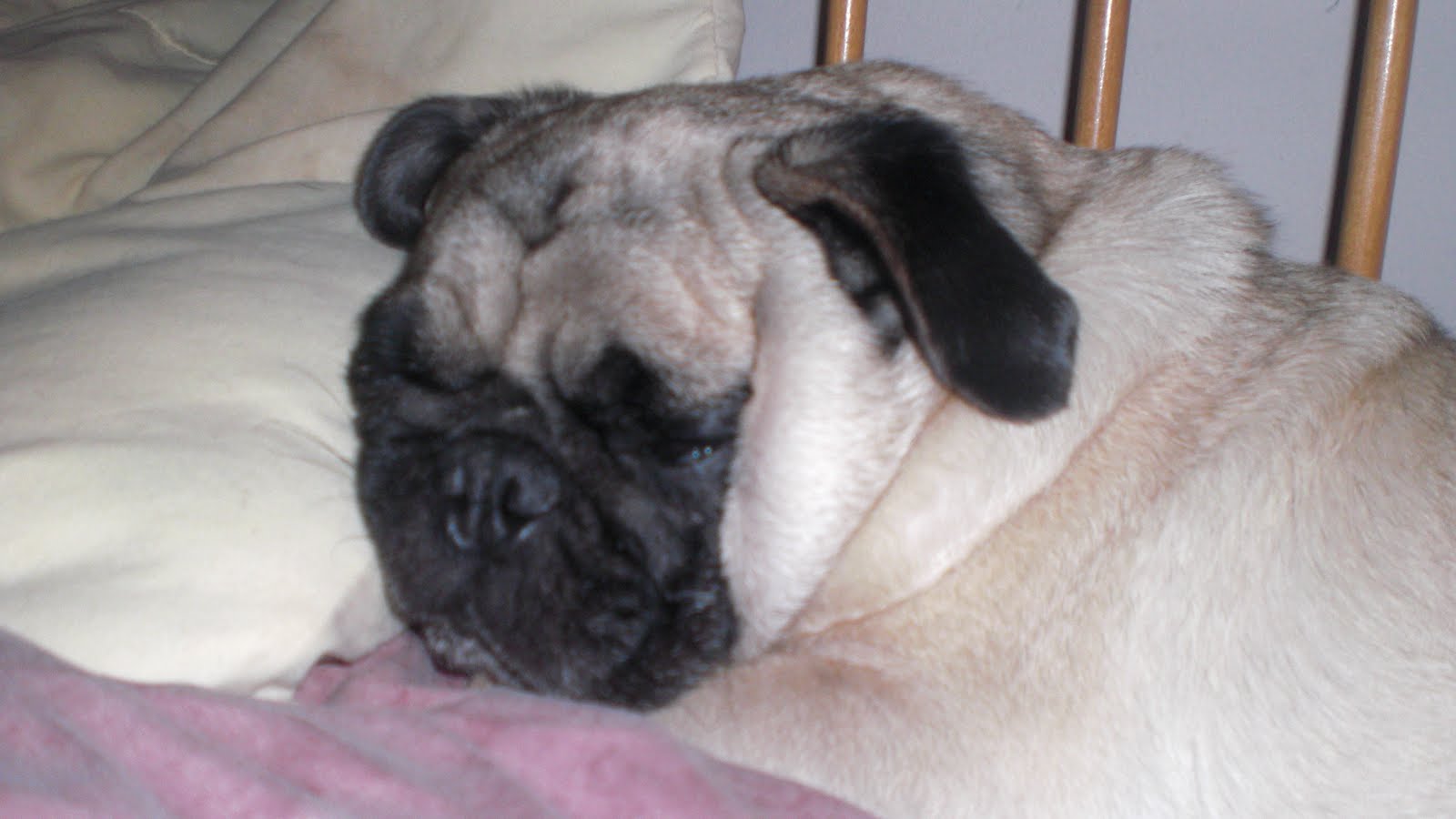 pug stuff the pug posse wordless wednesday lazy pug edition pug stuff the pug posse wordless wednesday lazy pug edition