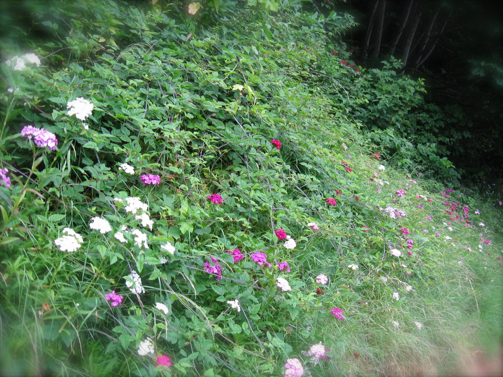 [IMG_2791.JPG]