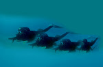 COMBAT DIVING