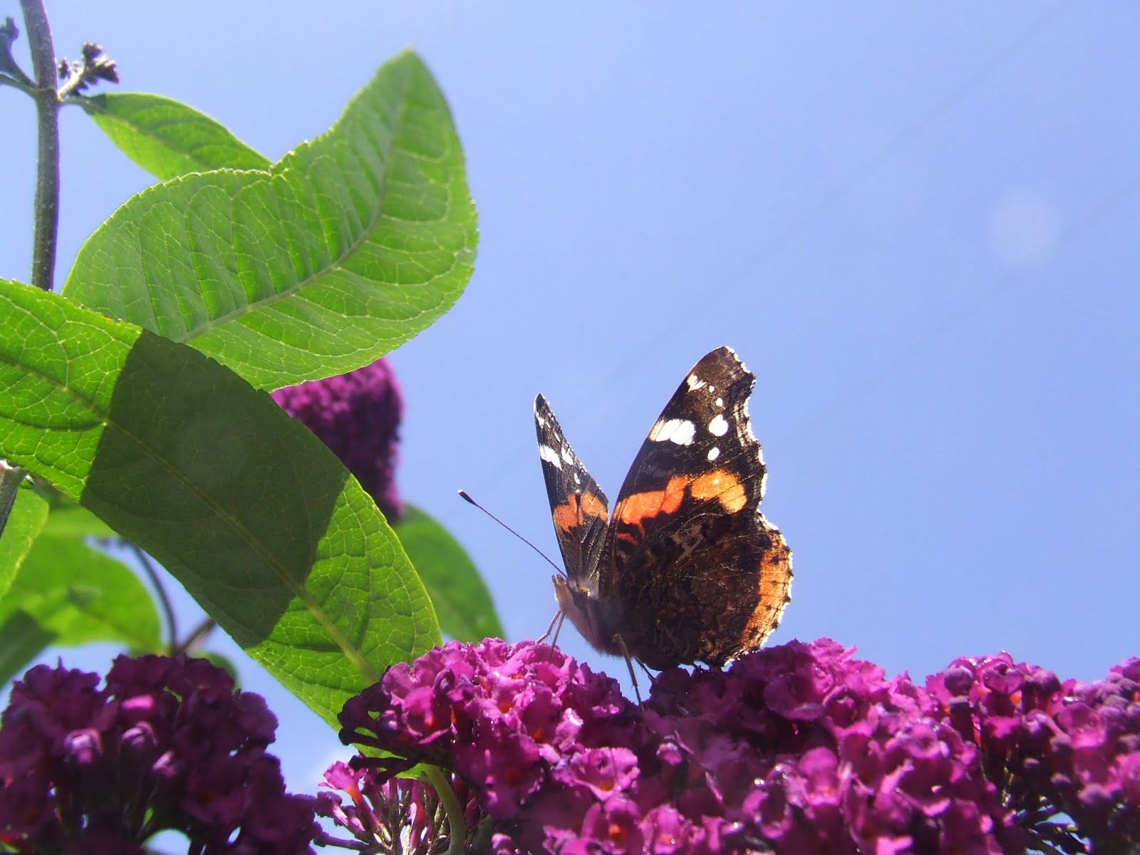 Wyldestone Cottage Buddleia The Butterfly Bush