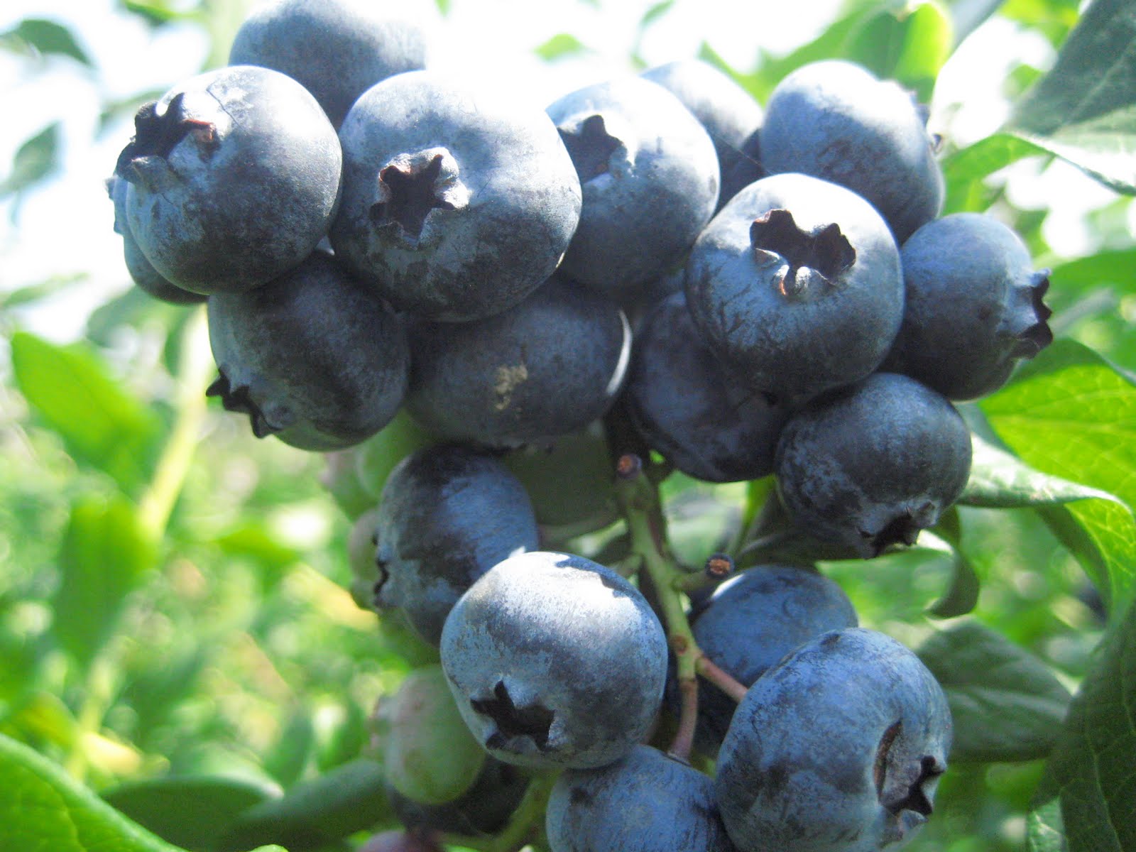 What Julia Ate Blueberry Jam with Pineapple Mint and Pineapple Sage