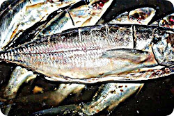 Ikan Bakar Yogya