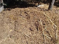 MEMBUAT PUPUK KOMPOS DARI KOTORAN SAPI MEMBUAT PUPUK KOMPOS DARI KOTORAN SAPI