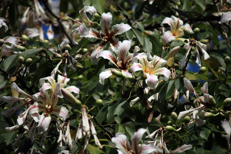 ceiba insignis